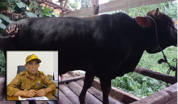 sapi
